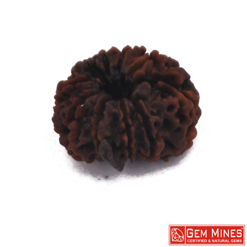 RUDRAKSHA 6 MUKHI