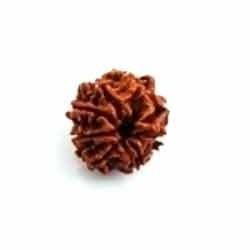 RUDRAKSHA 8 MUKHI