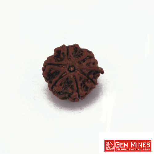 RUDRAKSHA 10 MUKHI