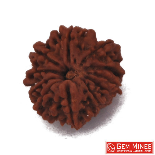 RUDRAKSHA 11 MUKHI