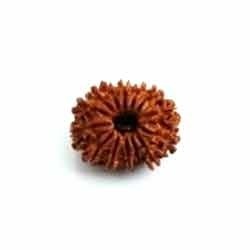 RUDRAKSHA 13 MUKHI