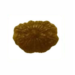 RUDRAKSHA 14 MUKHI