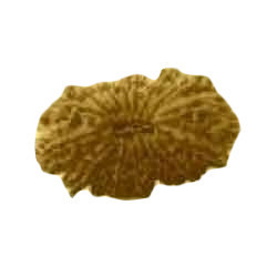 RUDRAKSHA 16 MUKHI