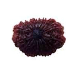 RUDRAKSHA 17 MUKHI
