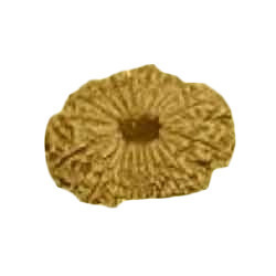 RUDRAKSHA 19 MUKHI