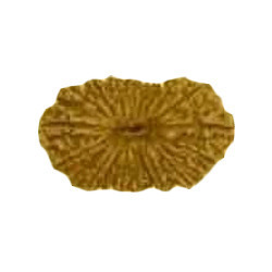 RUDRAKSHA 21 MUKHI