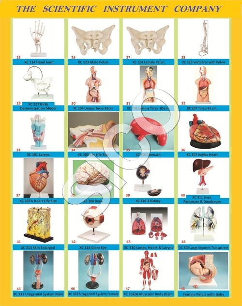 Human Bio Models