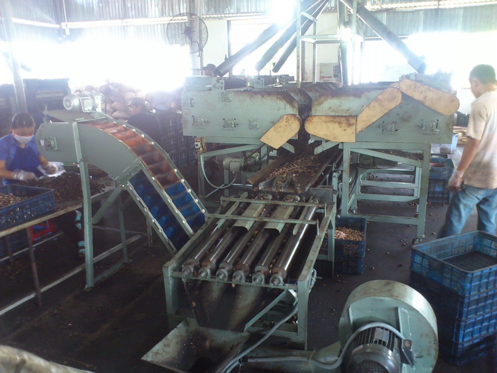 Automatic Cashew Cutting Machine