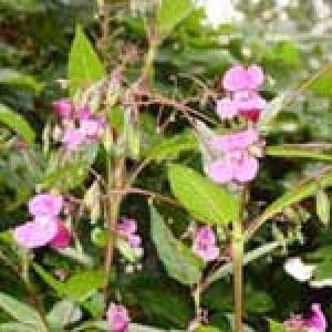 Peru Balsam Oil