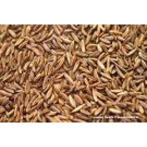 Caraway Oil