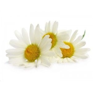 Chamomile Oil