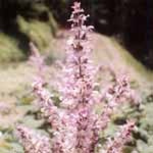 Sage Essential Oil