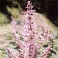Sage Essential Oil - Age Group: All Age Group