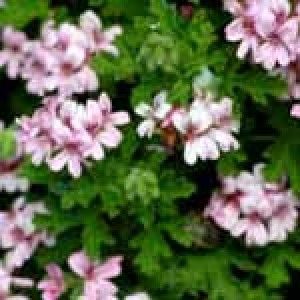 Rose Geranium oil