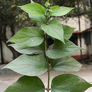 Harsingar (Coral Jasmine) Attar