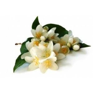 Jasmine Grandiflorum Absolute Oil