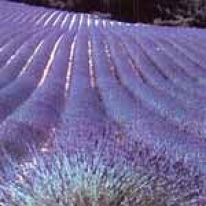 Lavender Oil Age Group: All Age Group