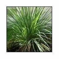 Lemongrass Oil