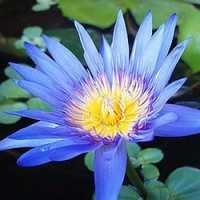 Blue Lotus Absolute Oil