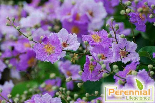 Banaba Extract 20% Corosolic acid
