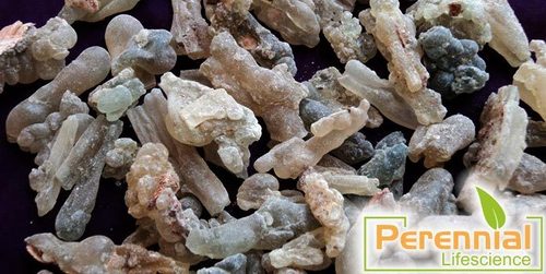 Boswellia Extract 85% Boswellia acid & 90% AKBA