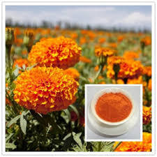 Zeaxanthin 20% Oil