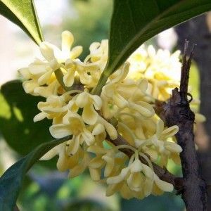 Osmanthus Oil Age Group: Infants