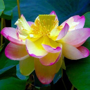 Pink Lotus Attar