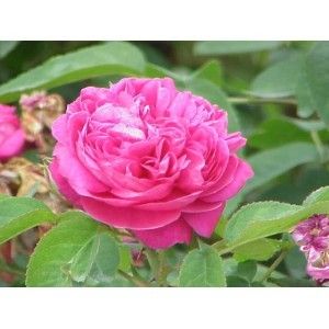 Rosa Damacena Oil