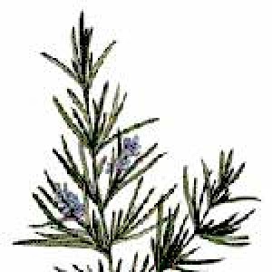 Rosemary Oil Gender: Female