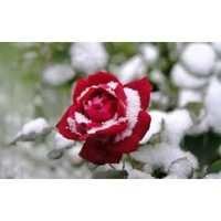 Rose Water Grade A