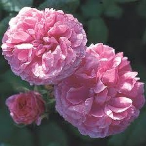 Rose Damask Absolute Oil