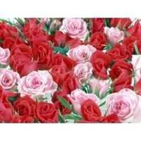 Rose Attar Grade C
