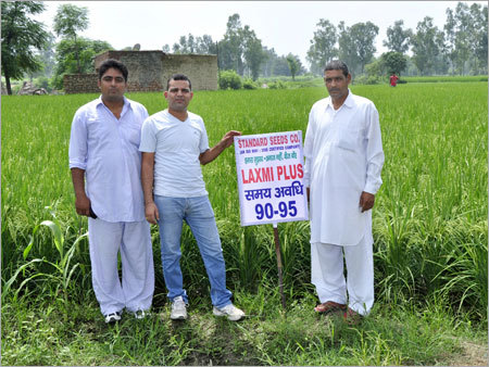 Organic Paddy Seeds