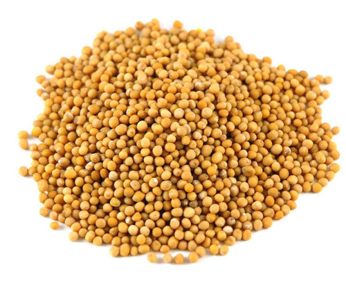 Yellow Mustard Seeds