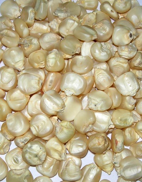 White Maize Seeds