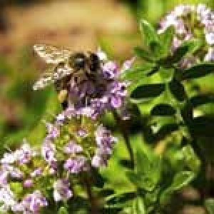 Holy Natural  Thyme Oil