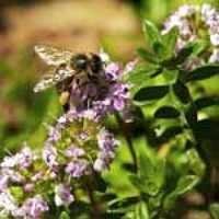 Holy Natural  Thyme Oil - Age Group: All Age Group