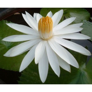 White Lotus Absolute Oil
