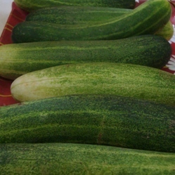 Cucumber Seeds