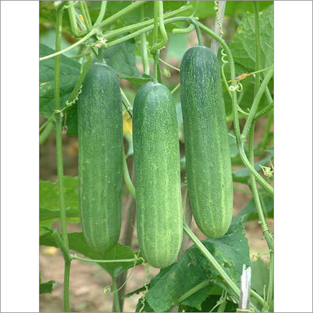 Organic Cucumber Seeds