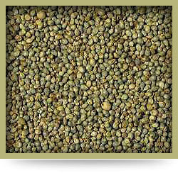 Green Millet For Cattle Feed