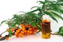 Seabuckthorn Seed Oil