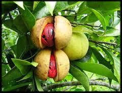Nutmeg Oil