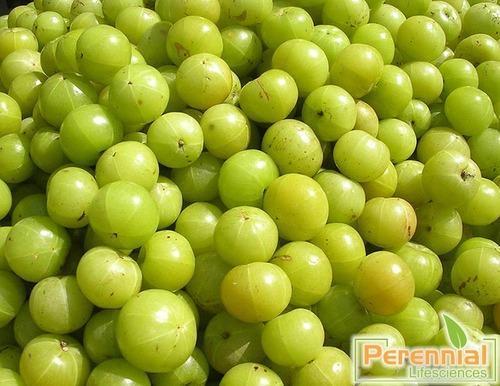 Spray Dried Amla Powder