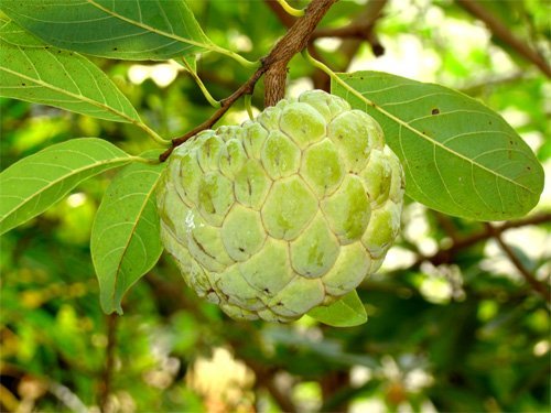 Spray Dried Custard Apple Powder