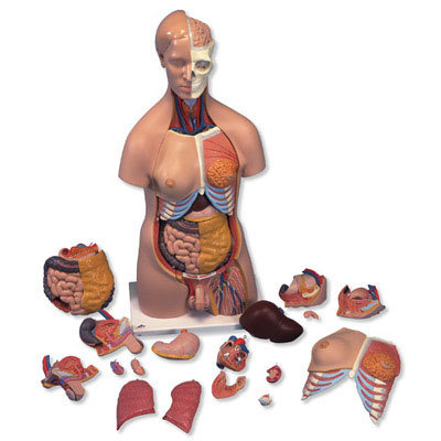 Biology Lab Models Imported & Indians
