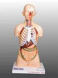 Biology Lab Models Imported & Indians
