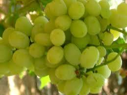 Fresh Grapes