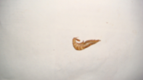 D M SHRIMPS
